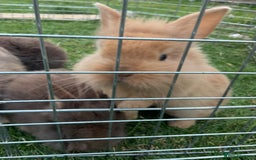 Mixed Breed rabbits for sale: 8 fluffy beautiful bunnys in Goole - Image 6