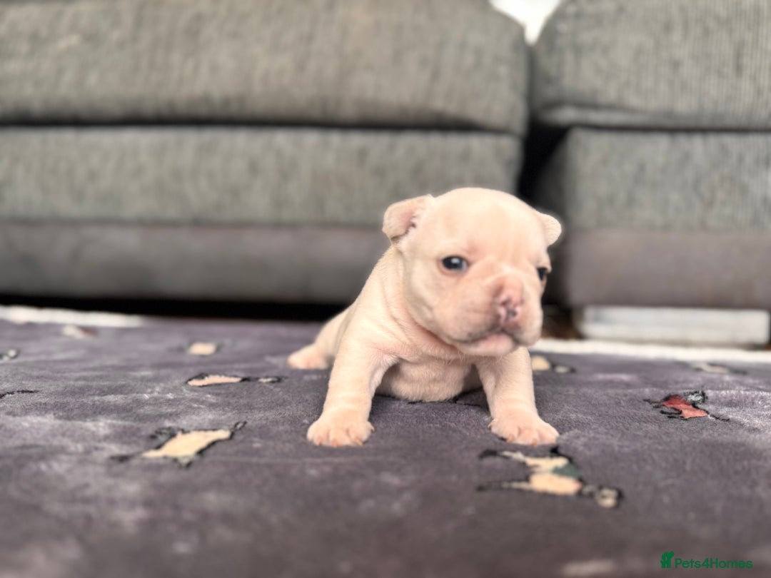 French Bulldog dogs for sale: KC FRENCH BULLDOG PUPPIES - READY NOW - Image 12