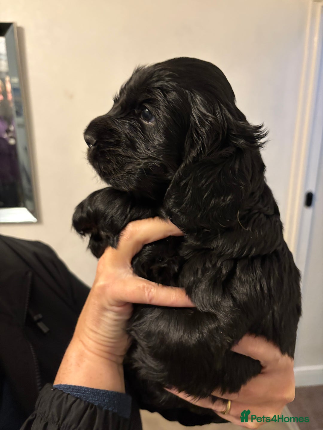 Cocker Spaniel dogs for sale: Gorgeous black boy looking for his forever family - Advert 9