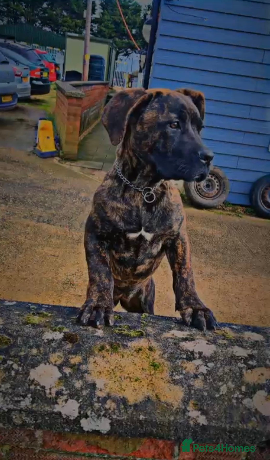Cane Corso dogs An absolute stunning guard dog pup in Luton - Advert 15