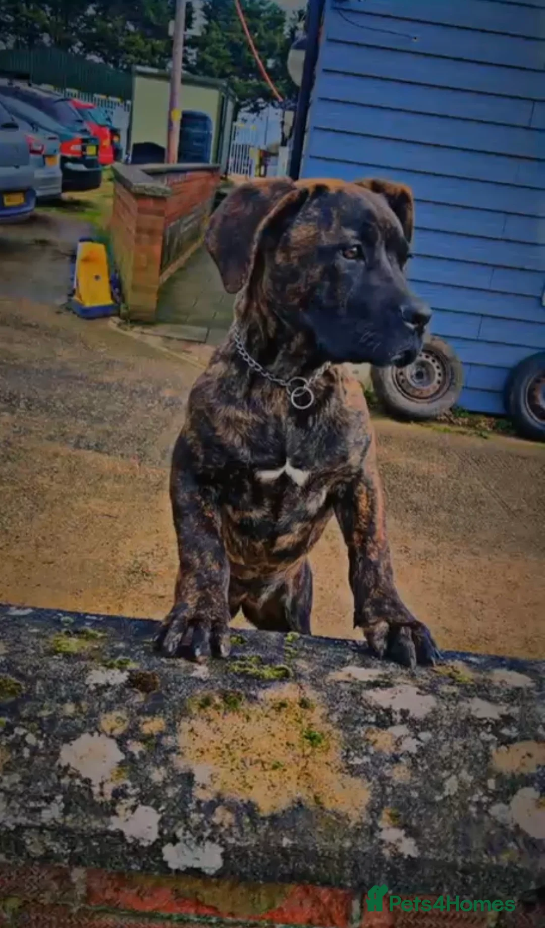 Cane Corso dogs for sale: An absolute stunning guard dog pup in Luton - Advert 1