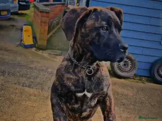 Cane Corso dogs An absolute stunning guard dog pup in Luton - Advert 15