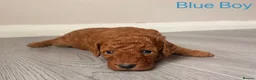Cockapoo dogs for sale: Gorgeous Curly F1bb Cockapoos - Advert 10