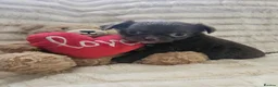 Chihuahua dogs for sale: Stunning chihuahua puppies  - Advert 16