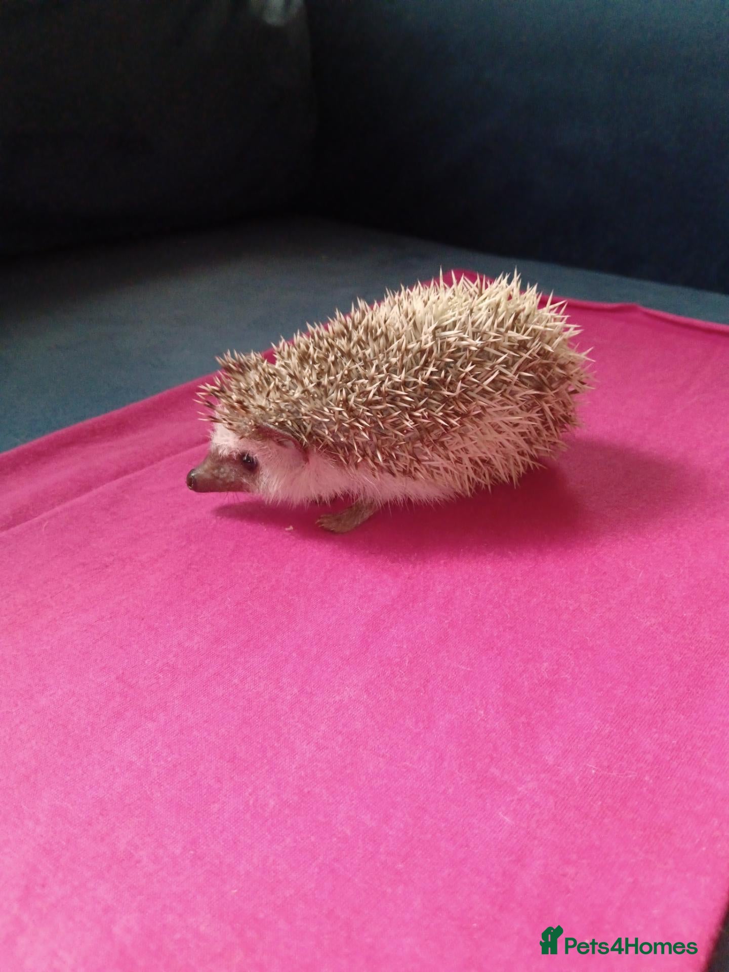 Pygmy Hedgehog rodents for sale: Female African pygmy hedgehog available  - Advert 1