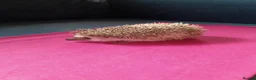 Pygmy Hedgehog rodents for sale: Female African pygmy hedgehog available  in Leicester - Advert 1
