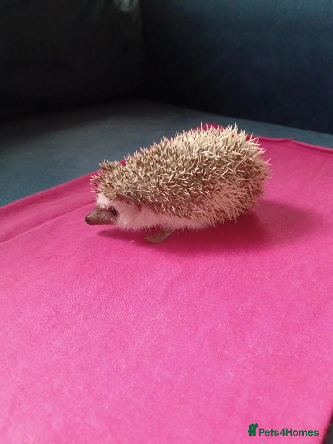 Pygmy Hedgehog rodents for sale: Female African pygmy hedgehog available  in Leicester - Advert 1