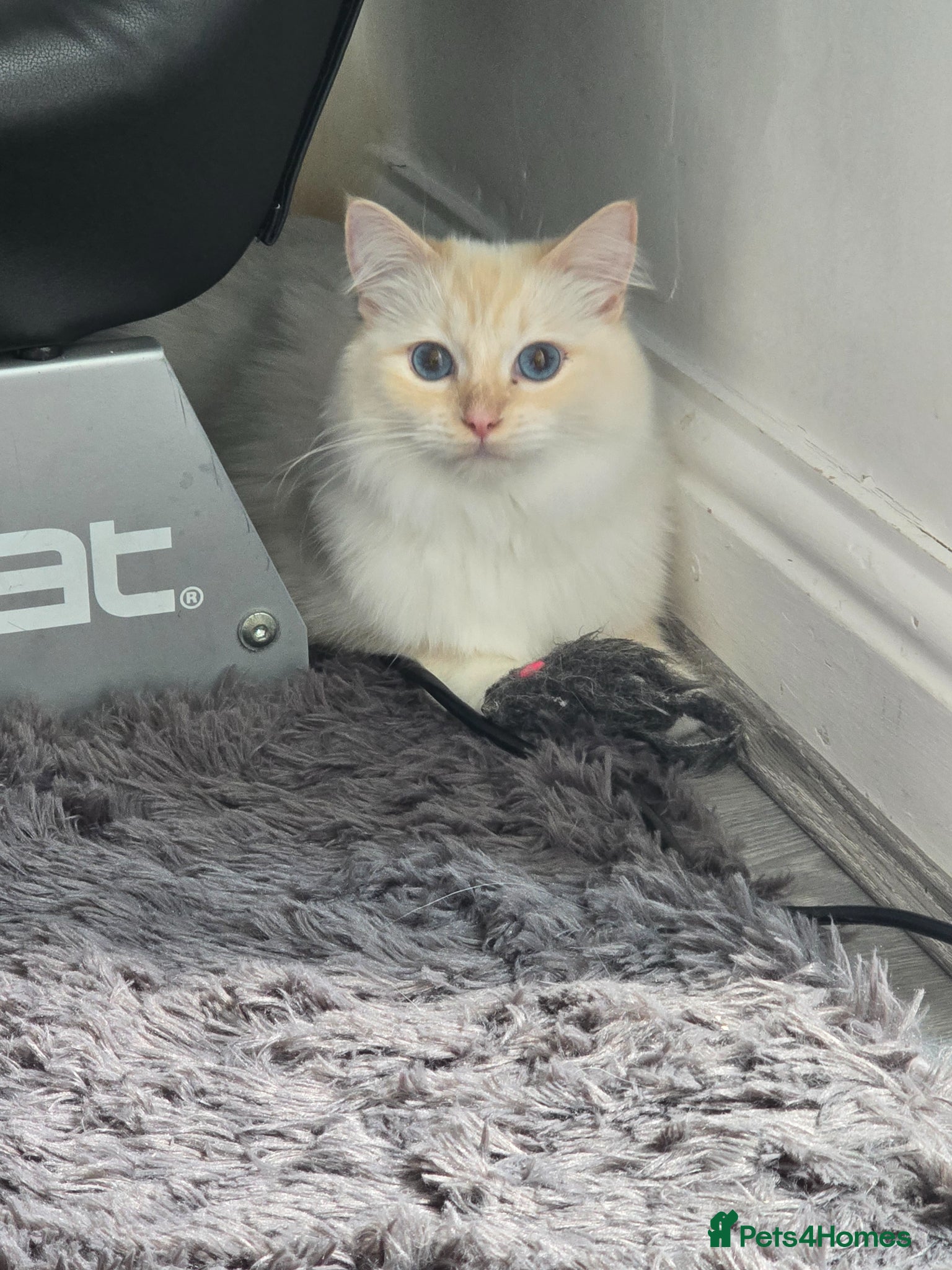 Ragdoll cats Rare Cream Female Flame Point - Advert 18
