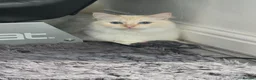 Ragdoll cats for sale: Rare Cream Female Flame Point - Advert 1