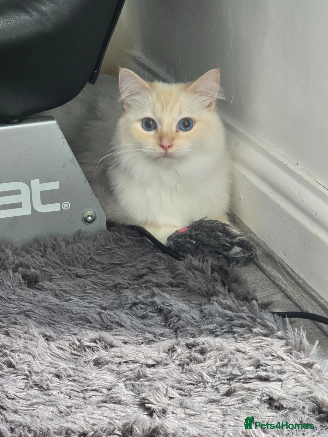 Ragdoll cats for sale: Rare Cream Female Flame Point - Advert 1