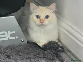 Ragdoll cats Rare Cream Female Flame Point - Advert 18