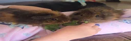 Guinea Pig rodents for sale: Baby guinea pigs, 1 girl, 1 boy - Advert 15