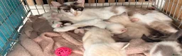 Mixed Breed cats for sale: 3 boys and 2 girls - Advert 1