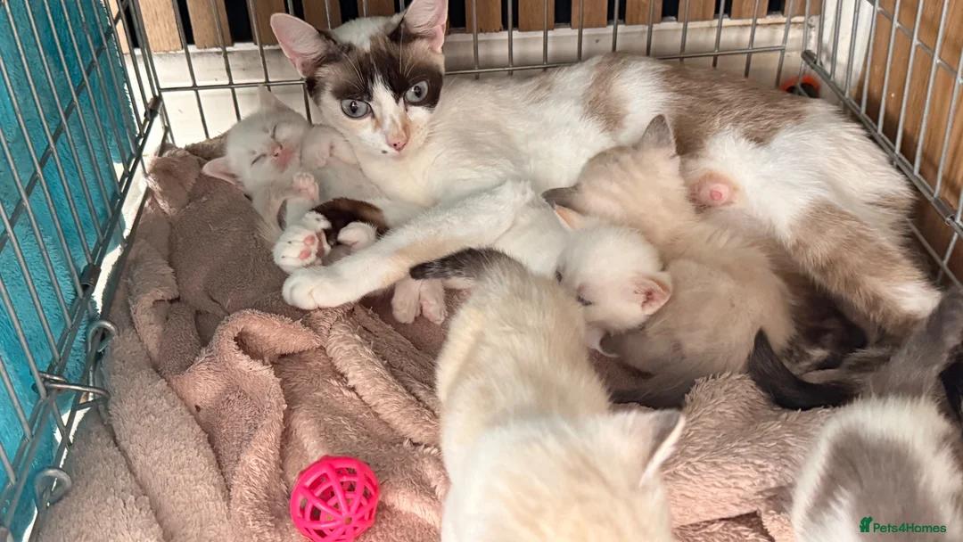 Mixed Breed cats for sale: 3 boys and 2 girls - Advert 1