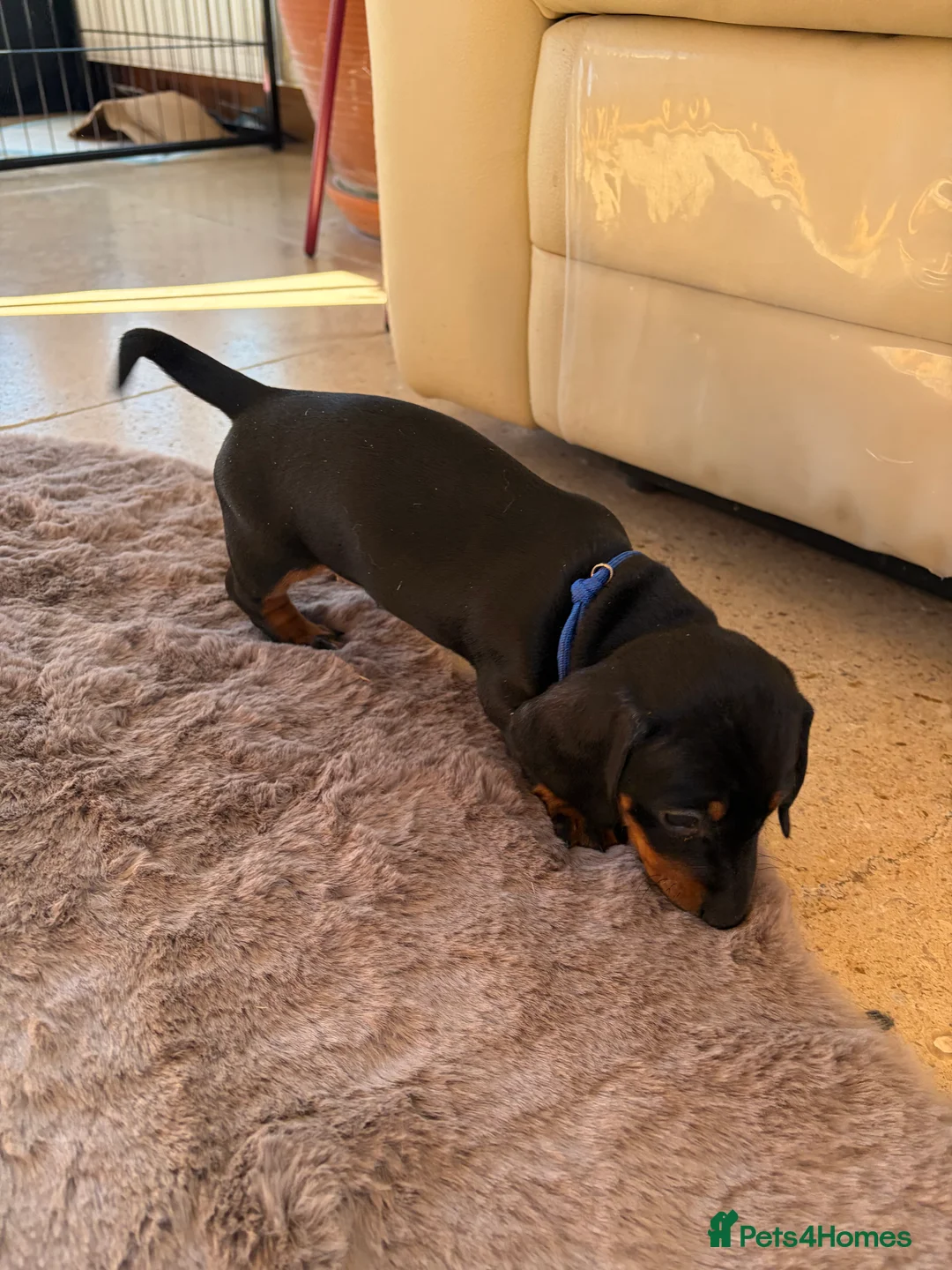 Miniature Dachshund dogs for sale: Miniature Smooth Dachshund Black & Tan - 1 Boy in Swindon - Advert 6