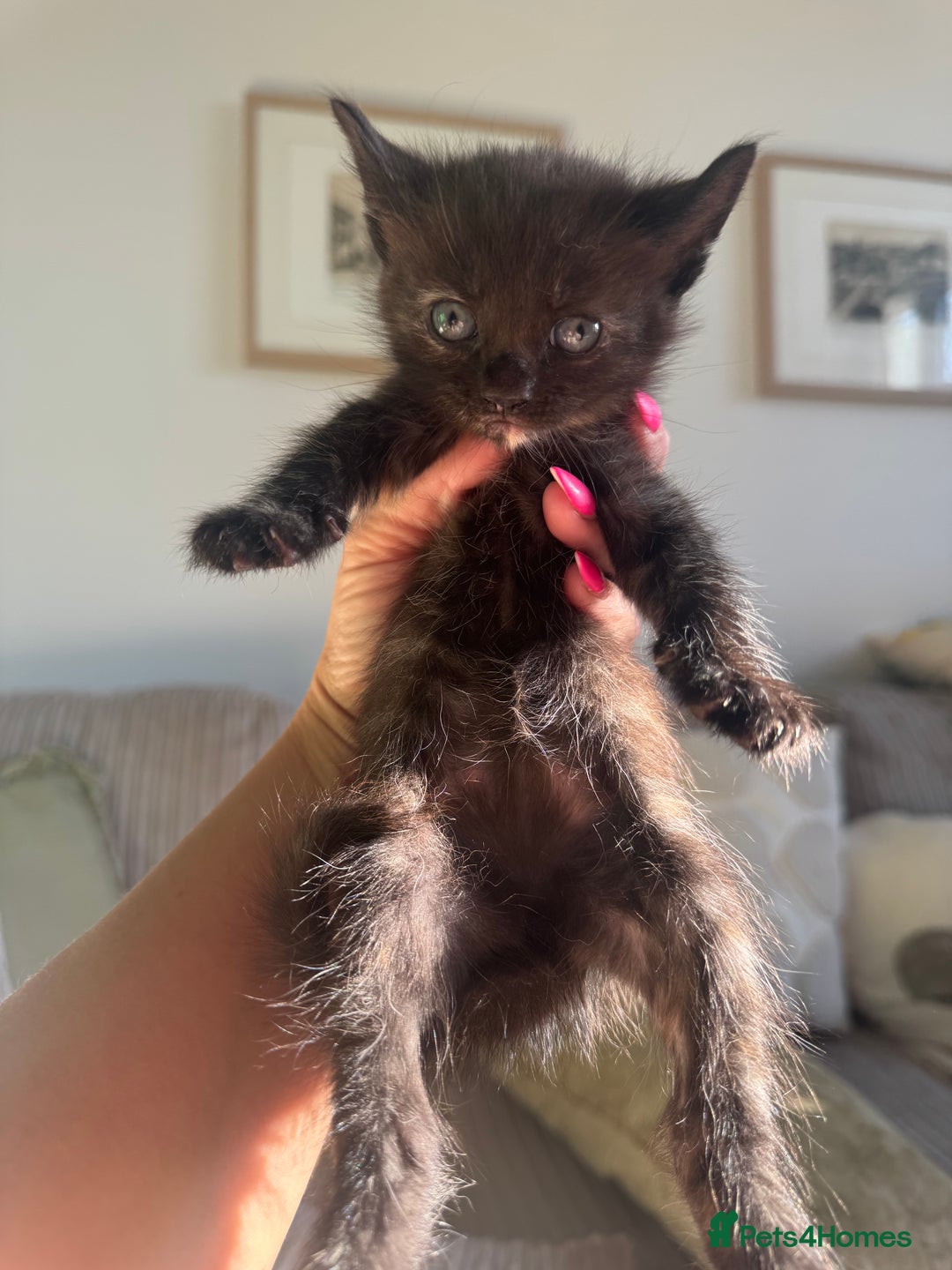 Mixed Breed cats for sale: 3 stunning unique kittens - Image 5