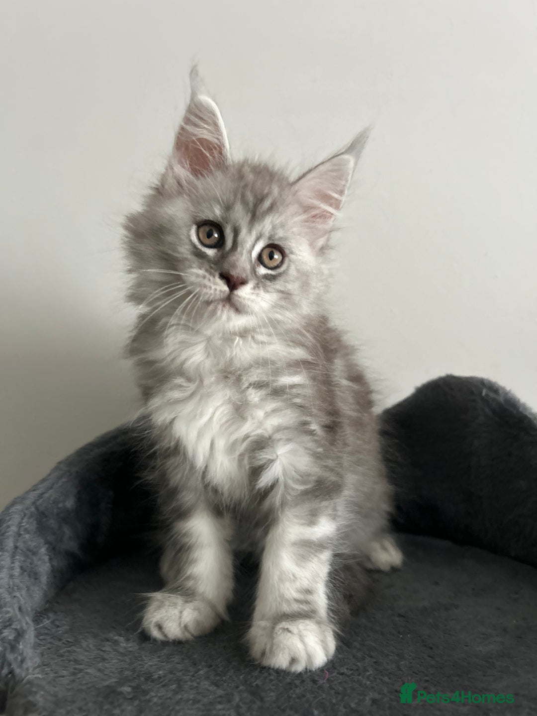 Maine Coon cats for sale: Pedigree Massive TICA Registered Maine Coon Large - Advert 7