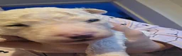 Bichon Frise dogs for sale: BICHON FRISE puppys  - Advert 3