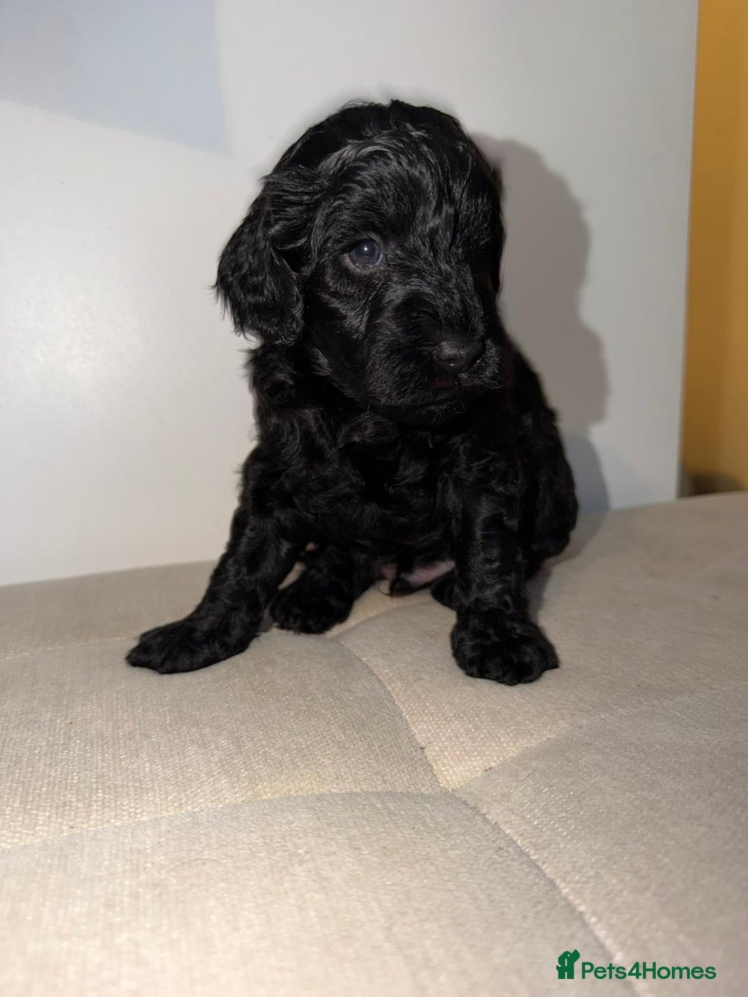 Cockapoo dogs for sale: F1b Cockapoo Puppies – Ready 16th January ✨ - Advert 2