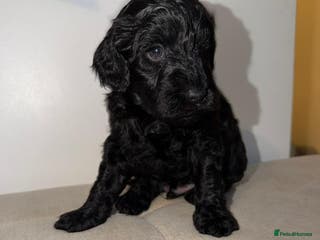 Cockapoo dogs F1b Cockapoo Puppies – Ready 16th January ✨ - Advert 12