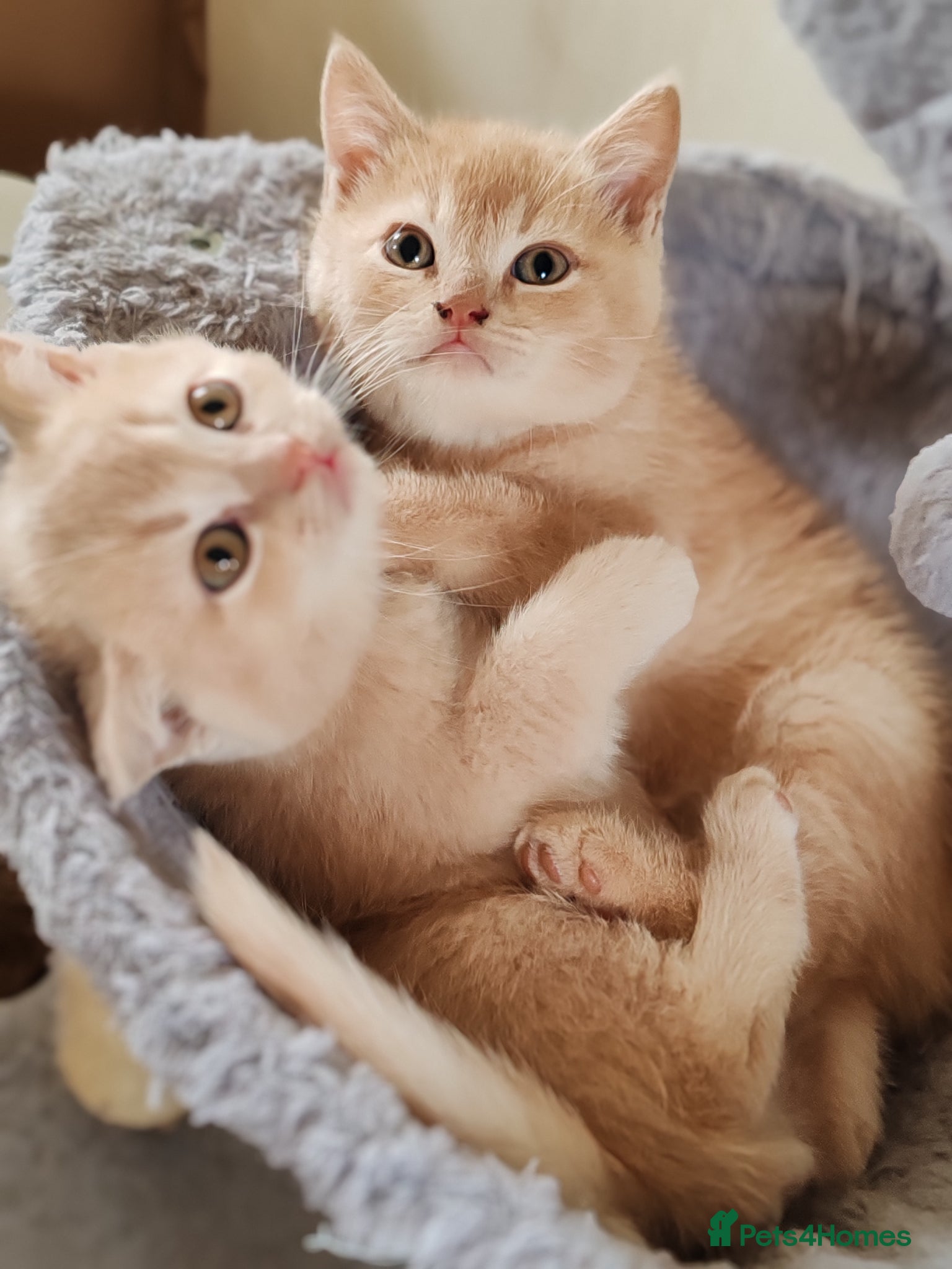 Scottish Fold cats Scottish fold x BSH kittens - Advert 2