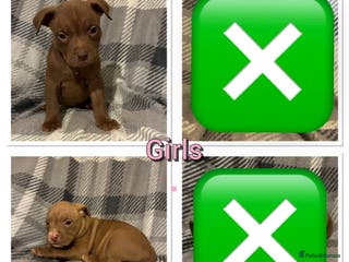 Mixed Breed dogs American pocket bully pups - Advert 6