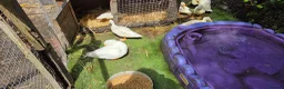 Ducks poultry for sale: 1 male and 1 female call duck 7 week old - Advert 3