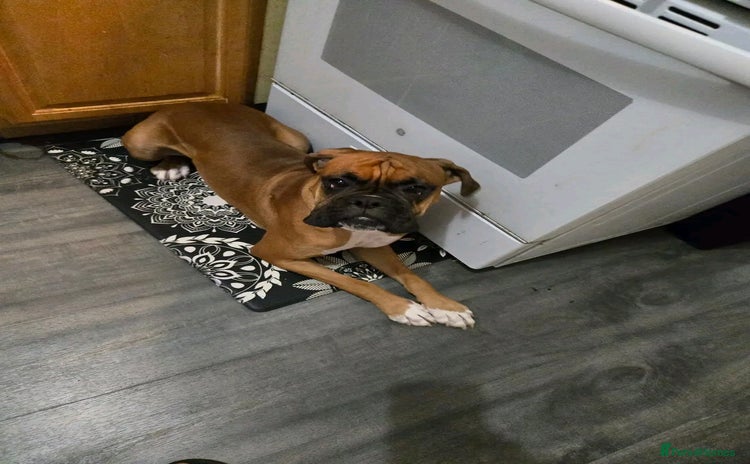 Boxer dogs - Advert 1