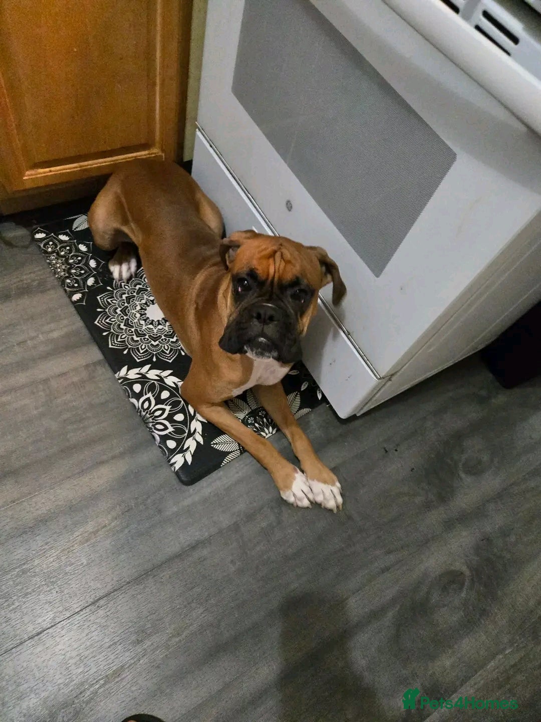 Boxer dogs for sale: Two Lovely Boxer Puppies Available  - Image 1