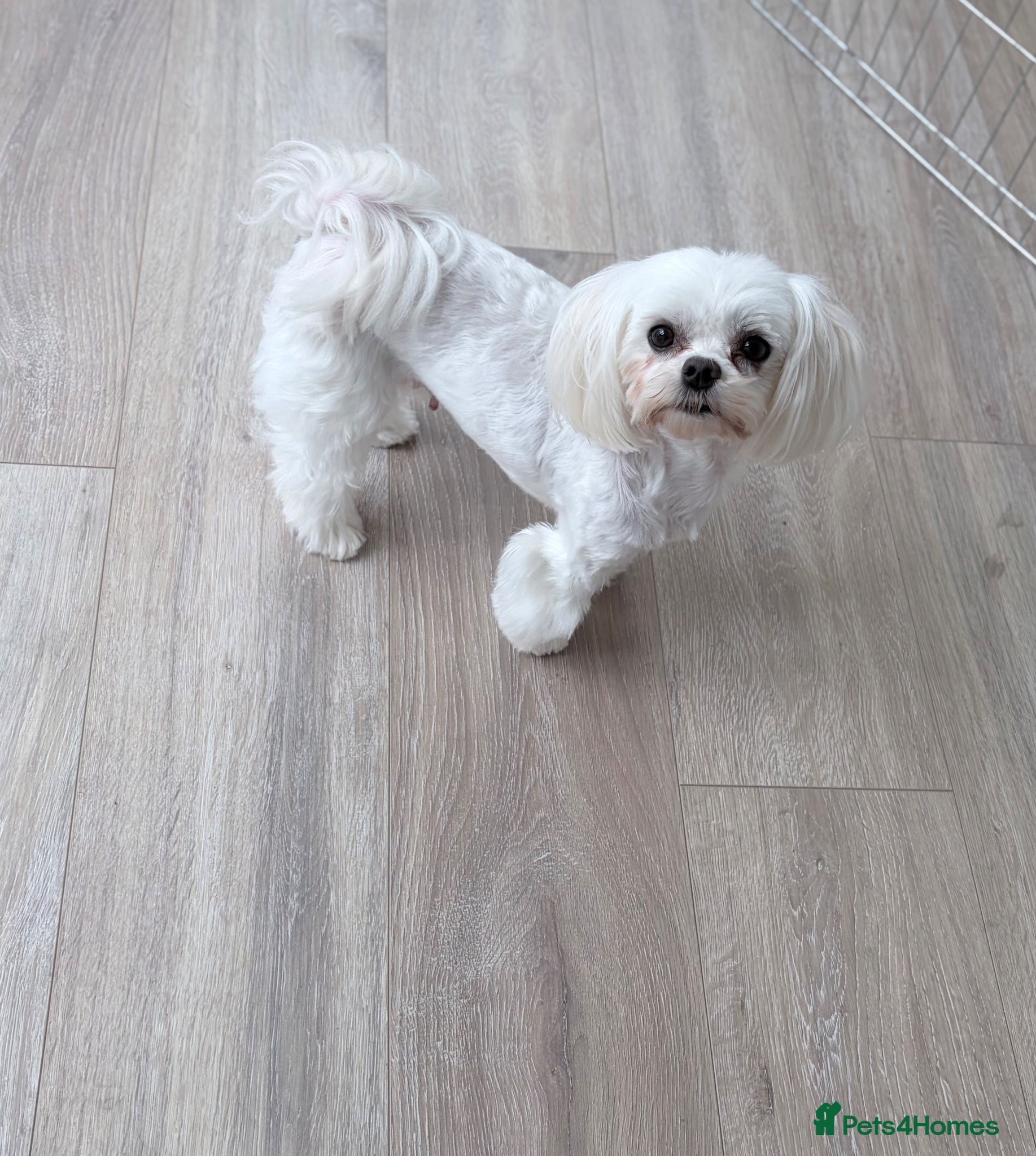 Maltese dogs Female Korean Maltese age4 SPAYED - Advert 1