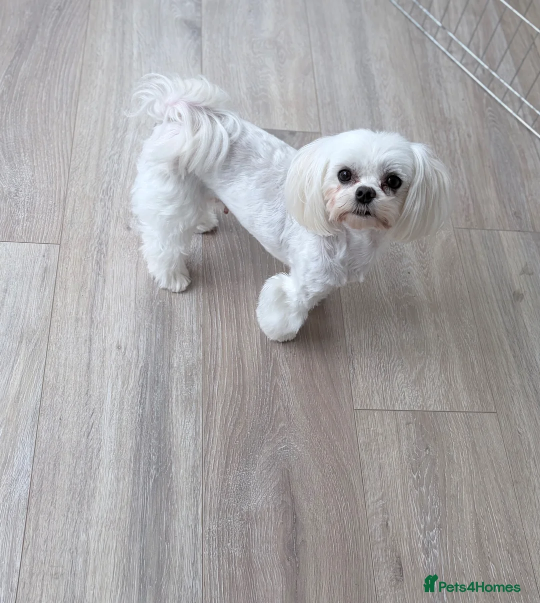 Maltese dogs for sale: Female Korean Maltese age4 SPAYED - Advert 1