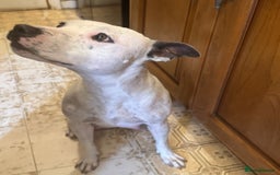 Staffordshire Bull Terrier dogs for sale: Staffordshire Bull Terrier Puppies - Image 22