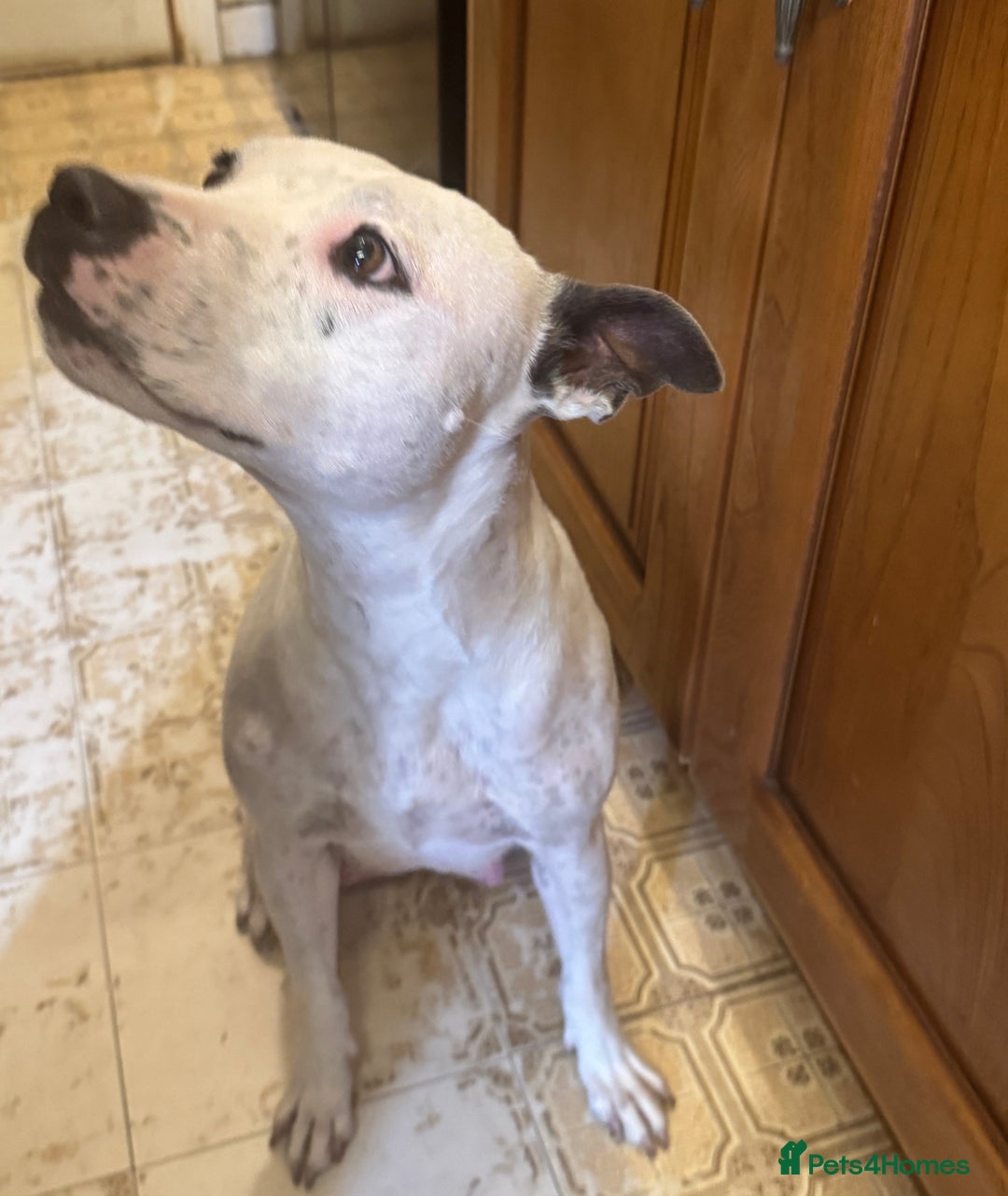 Staffordshire Bull Terrier dogs for sale: Staffordshire Bull Terrier Puppies - Image 22