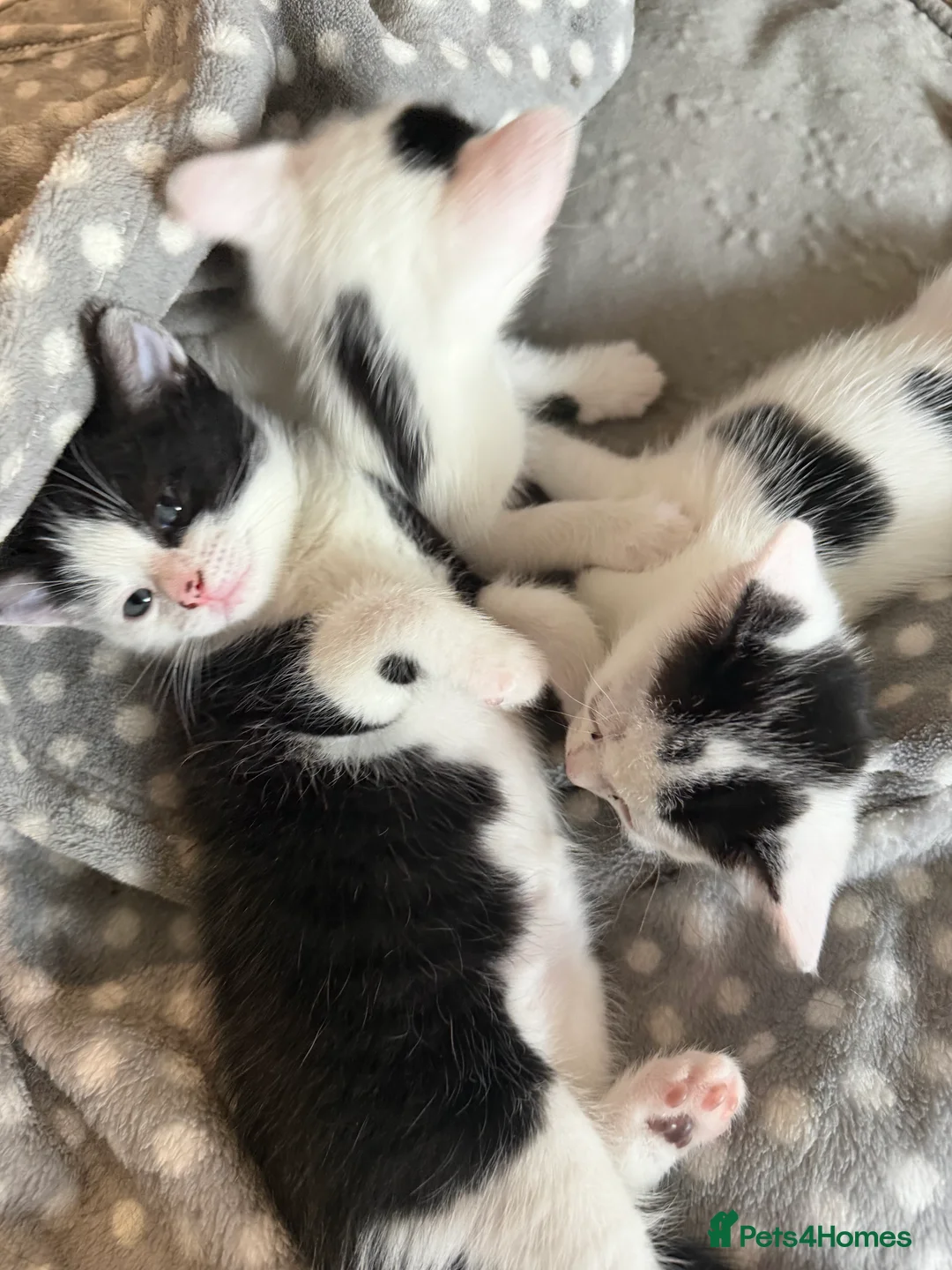 Domestic Shorthair cats for sale: Beautiful Healthy Kittens & Young Mother Cat - Advert 3