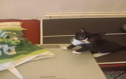 Mixed Breed cats for sale: 4 baby kittens for sale  - Image 9