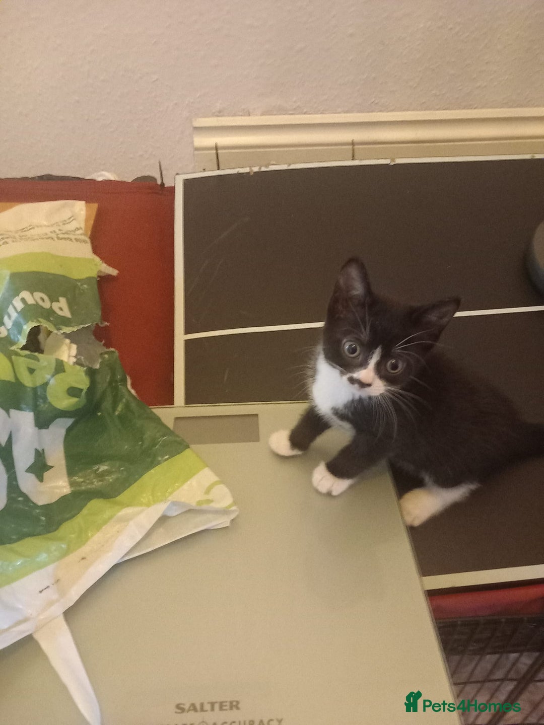 Mixed Breed cats for sale: 4 baby kittens for sale  - Image 9