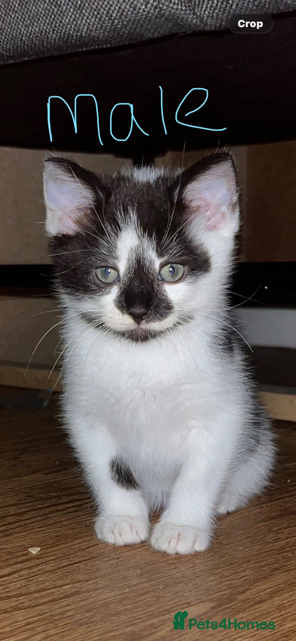 Mixed Breed cats 5 kittens ready for there forever homes - Advert 2