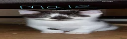Mixed Breed cats for sale: 5 kittens ready for there forever homes - Advert 1