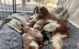 Cavalier King Charles Spaniel dogs for sale: All correct health test taken !  - Image 9