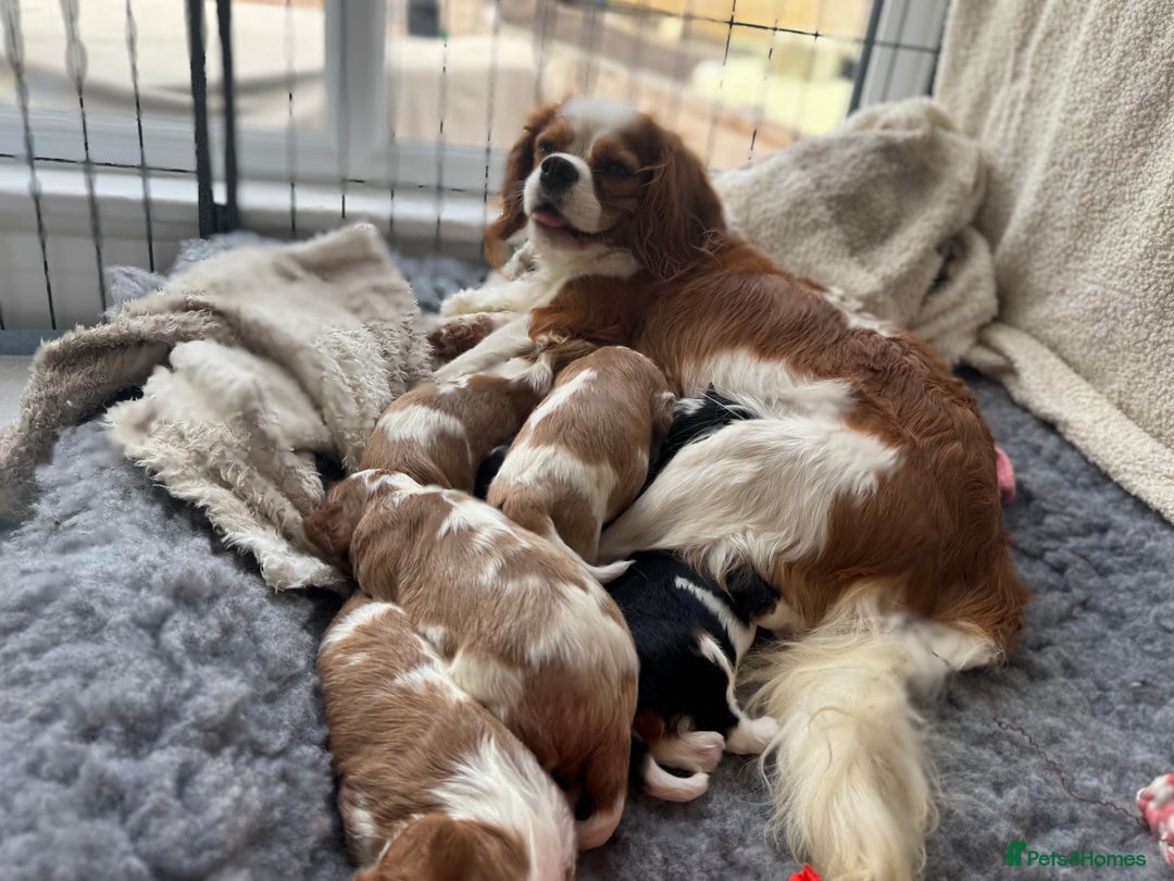 Cavalier King Charles Spaniel dogs for sale: All correct health test taken !  - Image 9
