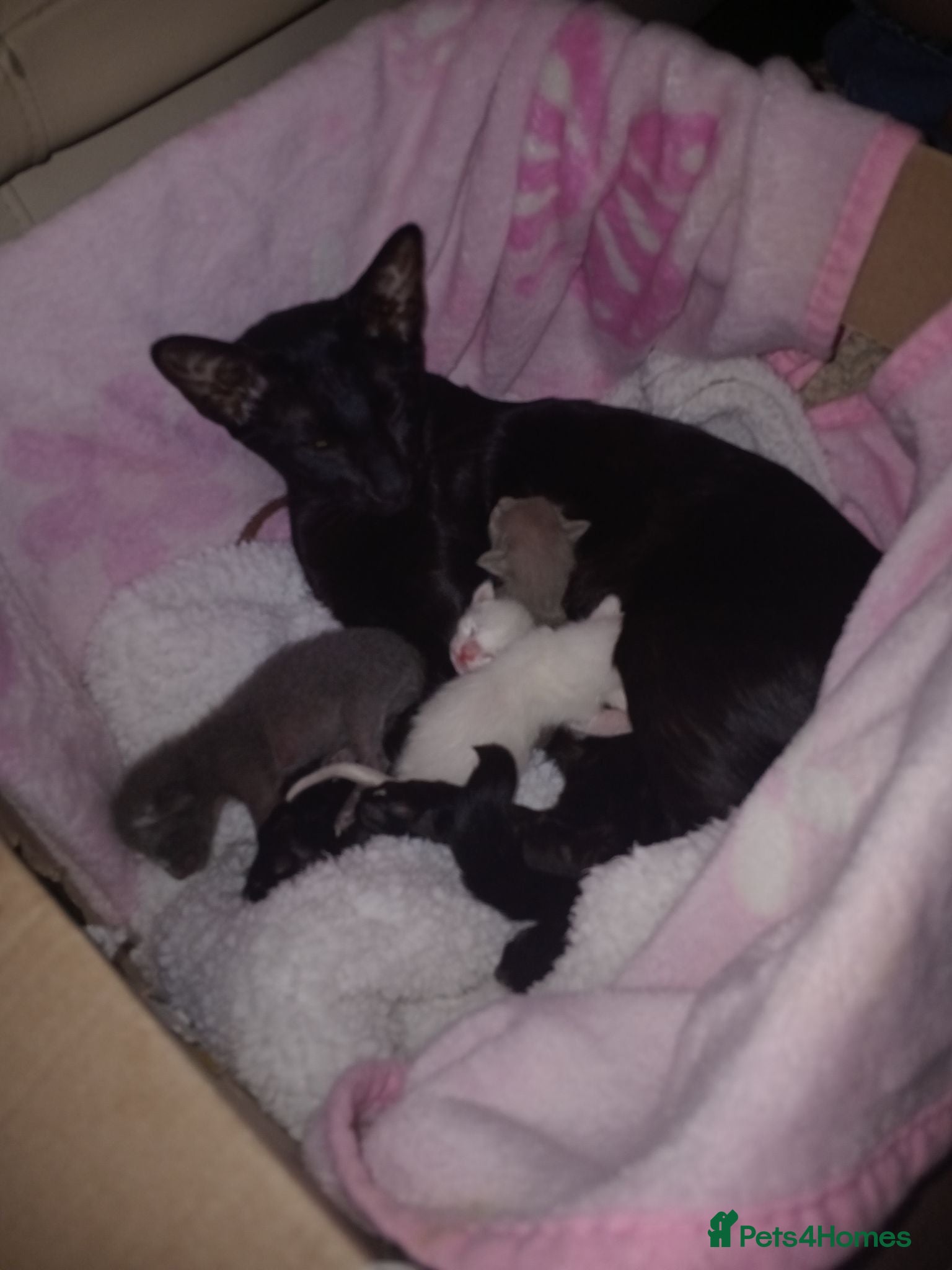 Siamese cats 4x male siamese/oriental kittens for sale - Advert 1
