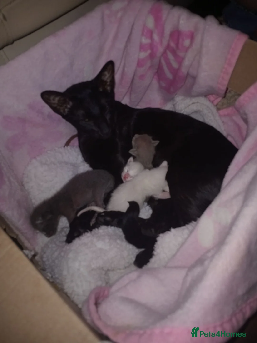 Siamese cats for sale: 4x male siamese/oriental kittens for sale - Advert 1