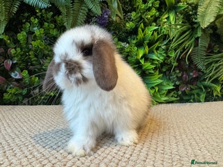 Mini Lop rabbits ⭐️ MINI LOPS ⭐️ ready to go - Advert 2