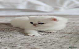 British Shorthair cats for sale: British Shorthair - Advert 8