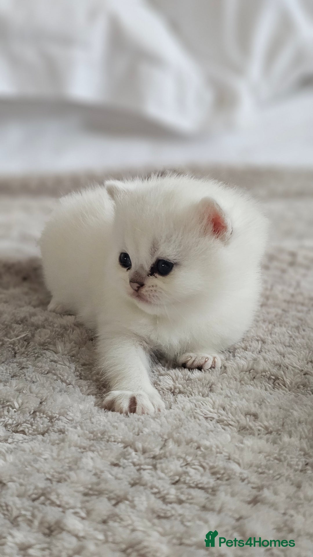 British Shorthair cats for sale: British Shorthair - Advert 8