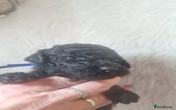 Standard Poodle dogs for sale: Exceptional Health Tested Puppies Due - Advert 17