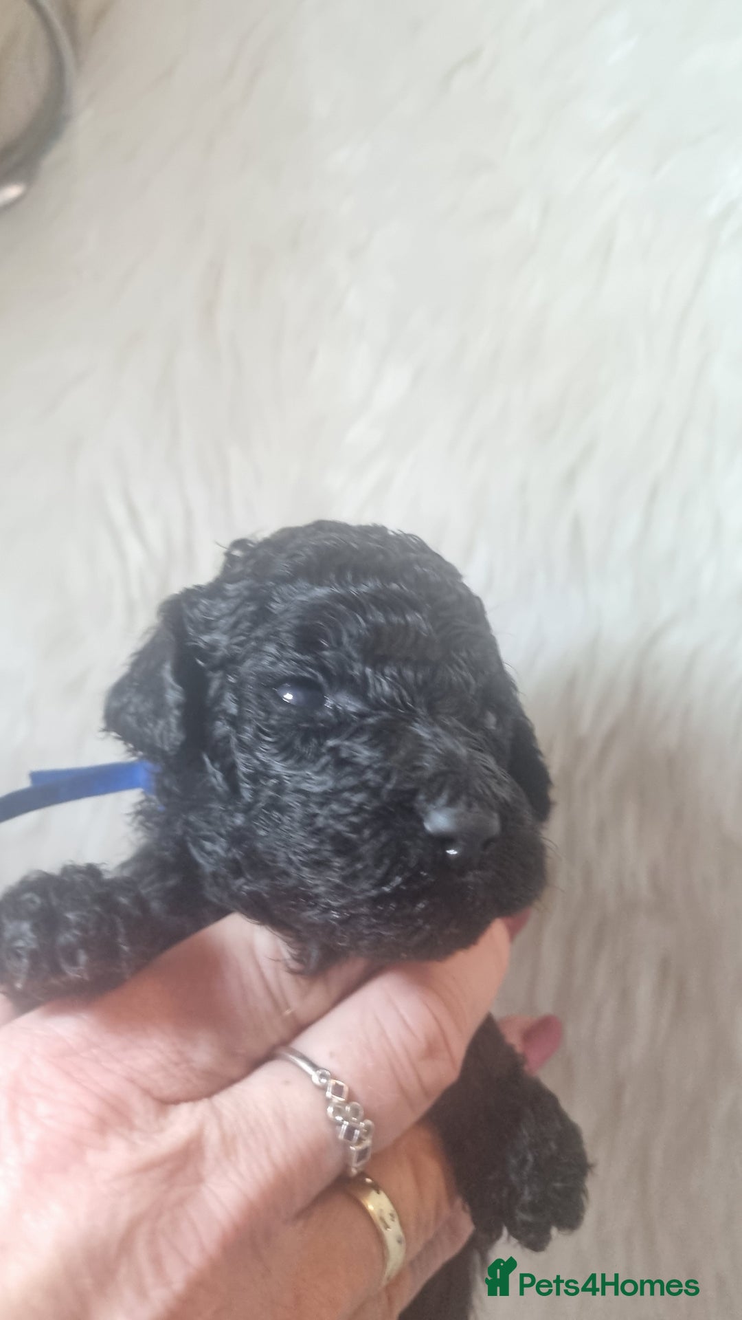 Standard Poodle dogs for sale: Exceptional Health Tested Puppies Due - Advert 17