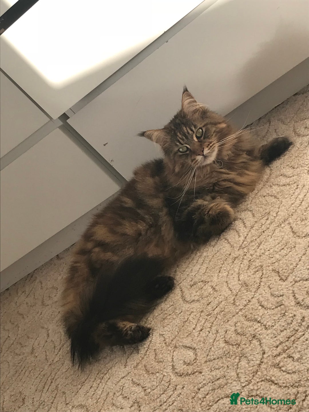 Maine Coon cats for sale: 11 year old Maine coon girl for rehome - Image 17