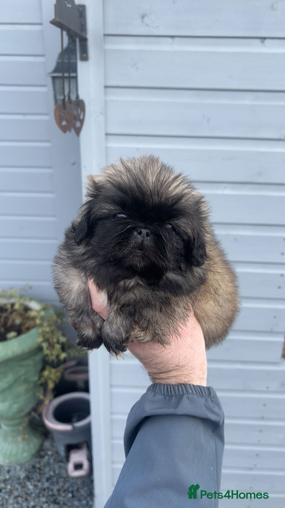 Pekingese dogs Stunning high quality Pekingese puppies KC REG  - Advert 1