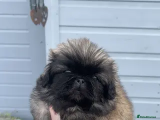 Pekingese dogs Stunning high quality Pekingese puppies KC REG - Advert 1